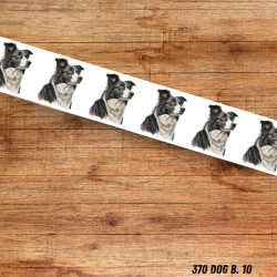 UV BIOTHANE HALSBAND BORDER COLLIE 2